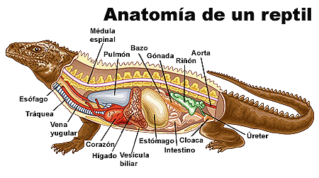 Anatomia reptil.gif
