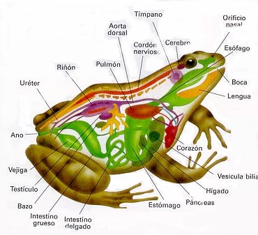 Anfibios anatomia.jpg